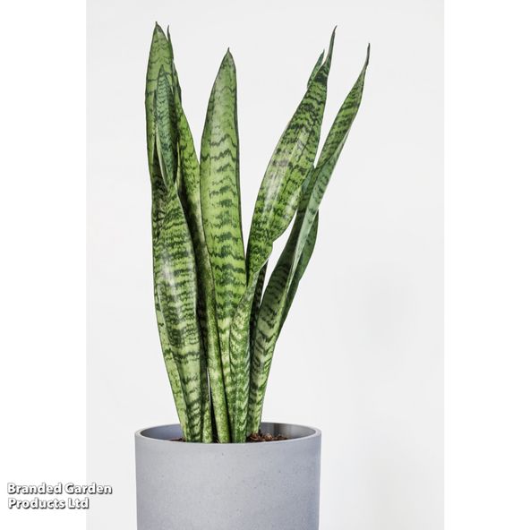 Sansevieria trifasciata 'Spearmint'
