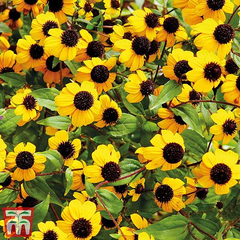 Sanvitalia procumbens Yellow With Black Eye - Seeds