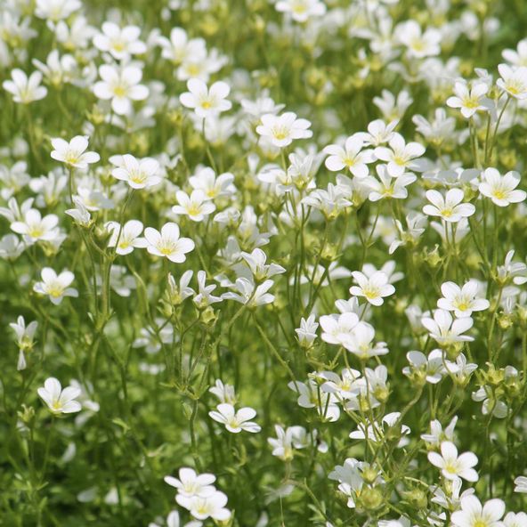 Saxifraga arendsii 'Mossy White'