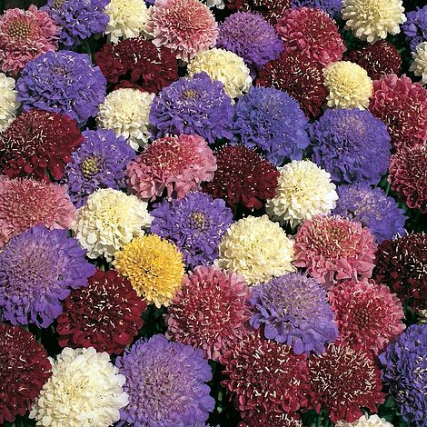 Flowers 70 Seed Scabiosa Dwarf Double Mixed Thompson & Morgan 