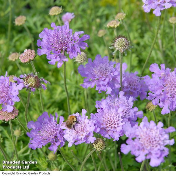 Scabiosa 'Vivid Violet'