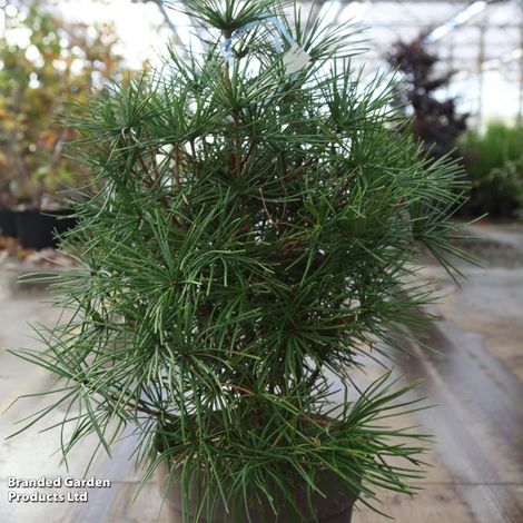 Sciadopitys verticillata