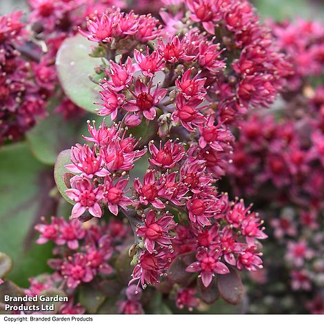 Sedum Busy Nights - Seeds
