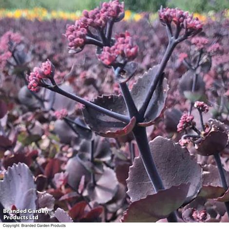 Sedum ussuriense 'Turkish Delight'
