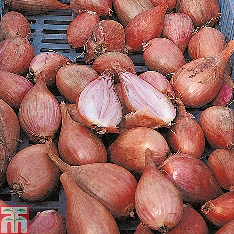 Long Shallots – Farmford & Co