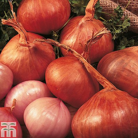  RED Shallot Set (1 lb Bag ) No GMO Heirloom Bulb, Plant Spring  and Fall Garden Vegetable : Patio, Lawn & Garden