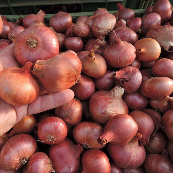 Shallot Charlotte - Seeds