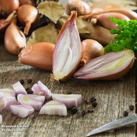 Shallot (Banana) Simiane - Veg Saver Seeds