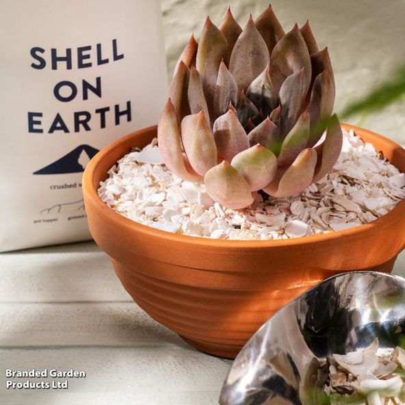 Shell on Earth - Crushed Whelk Shells