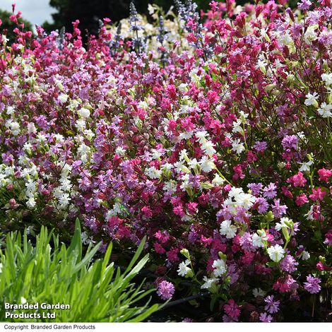 Silene Siberia Mix