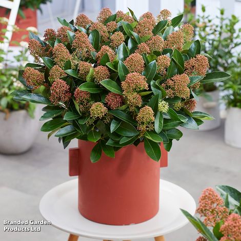 Skimmia japonica 'Miracle'