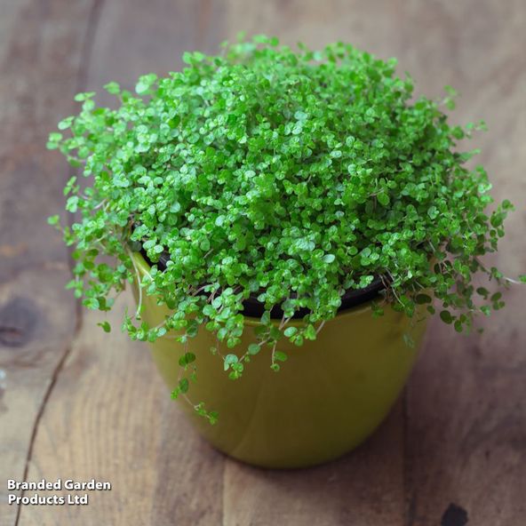 Soleirolia soleirolii 'Green'