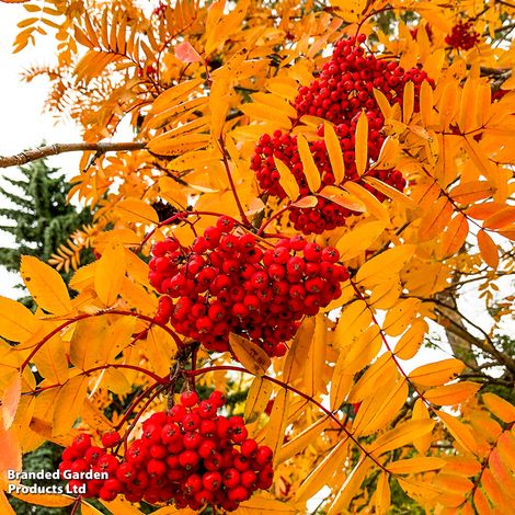 Sorbus aucuparia Sheerwater Seedling (Mature Tree)