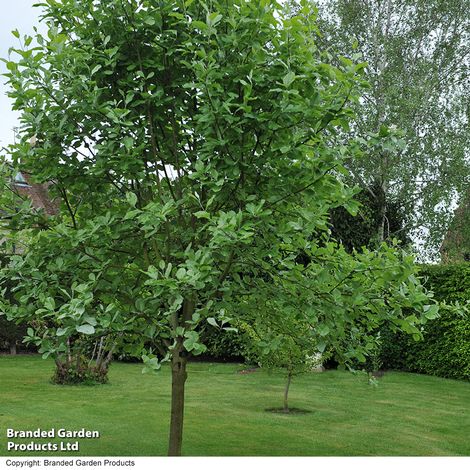 Sorbus aria Lutescens (Mature Tree)