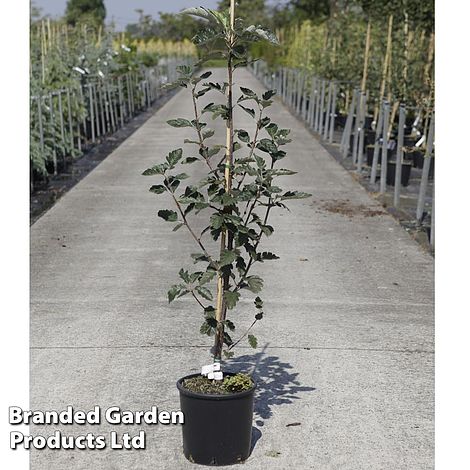 Sorbus intermedia 'Brouwers'