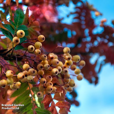 Sorbus Joseph Rock (Mature Tree)