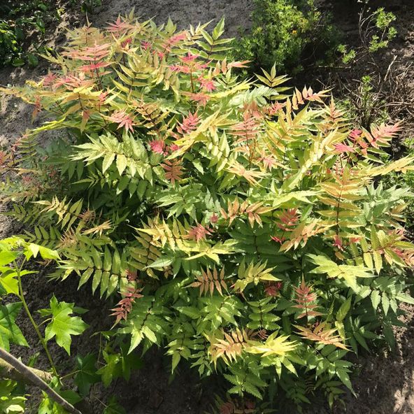Sorbaria sorbifolia 'Pink Hopi'