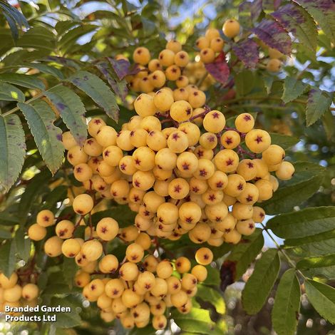 Sorbus Sunshine (Mature Tree)