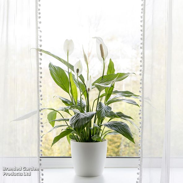 Spathiphyllum 'Vivaldi'