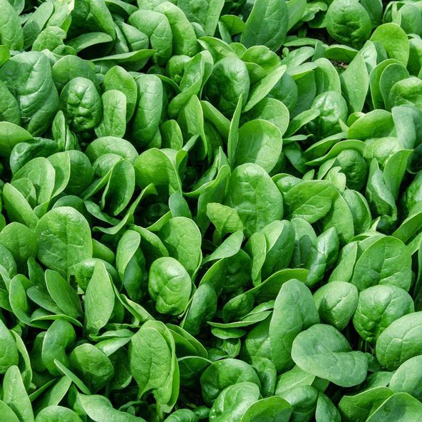 Spinach Zisa F1 - Seeds