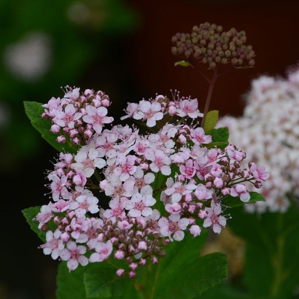 Spiraea betulifolia 'Pink Sparkler'