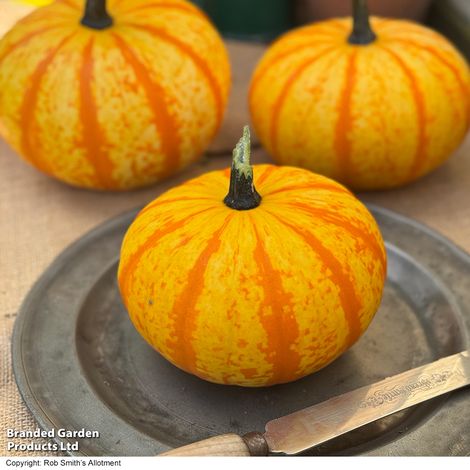 Squash 'Blaze' F1 - Seeds