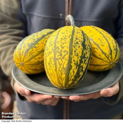 Squash Stripetti (Winter) F1 - Seeds