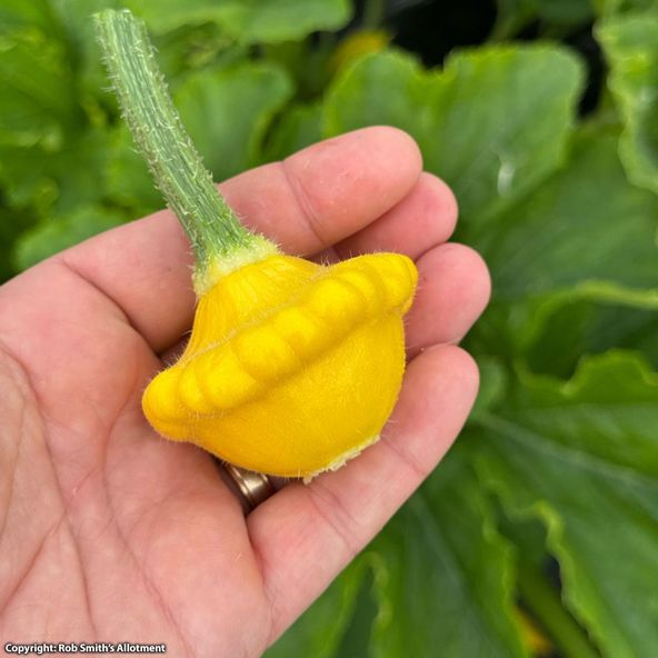 Squash Sunseance F1 (Patty Pan) - Seeds