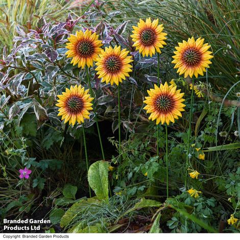 Garden Gear - Metal Sunflower Stakes - Gift