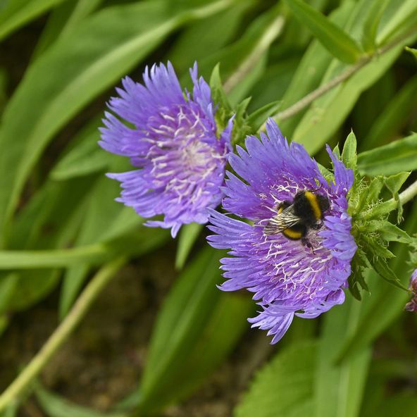 Stokesia laevis Blue Star