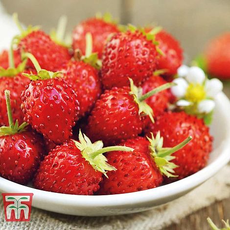 Strawberry 'Mignonette' - Seeds