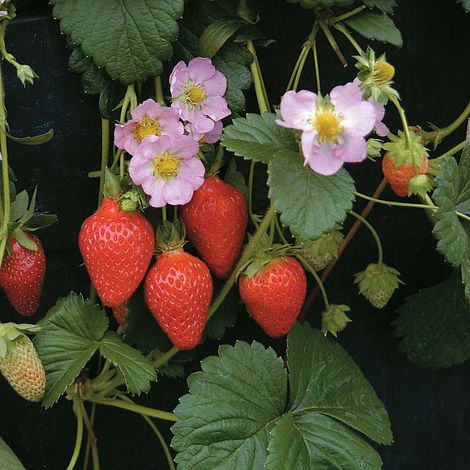 Strawberry 'Florian' F1 Hybrid (Everbearer/ All season) - Seeds