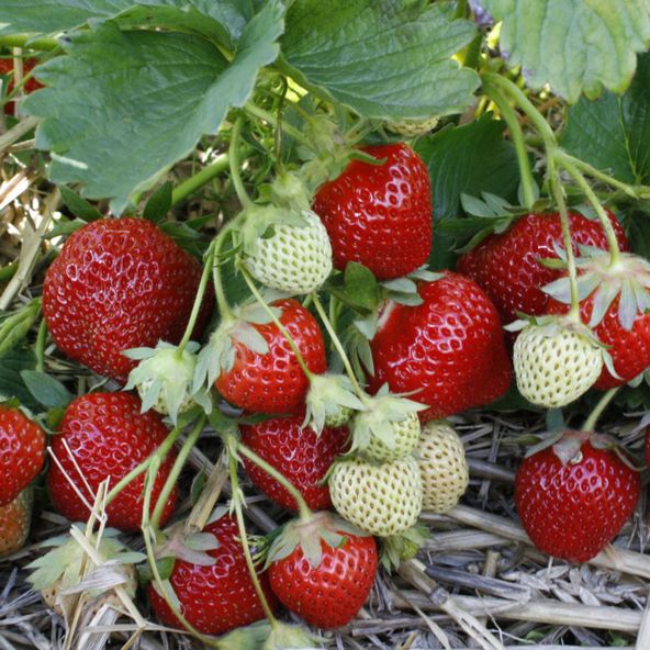 Strawberry 'Fenella' (Late Season)