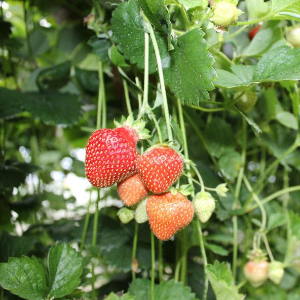 Strawberry 'Perfume Freeclimber'