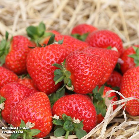 Strawberry Malling Ace