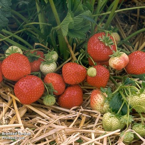 Strawberry Sonata