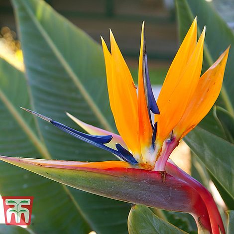 Strelitzia 'Bird of Paradise'