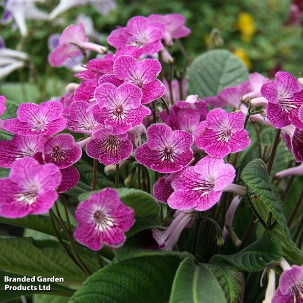 Streptocarpus 'Alana'