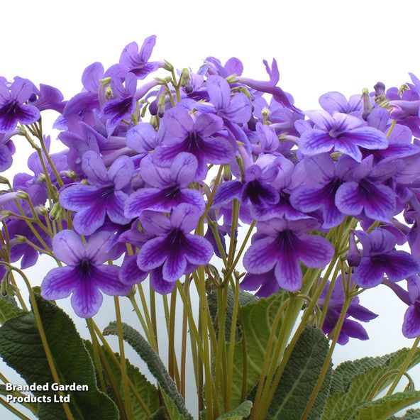 Streptocarpus 'Carys'