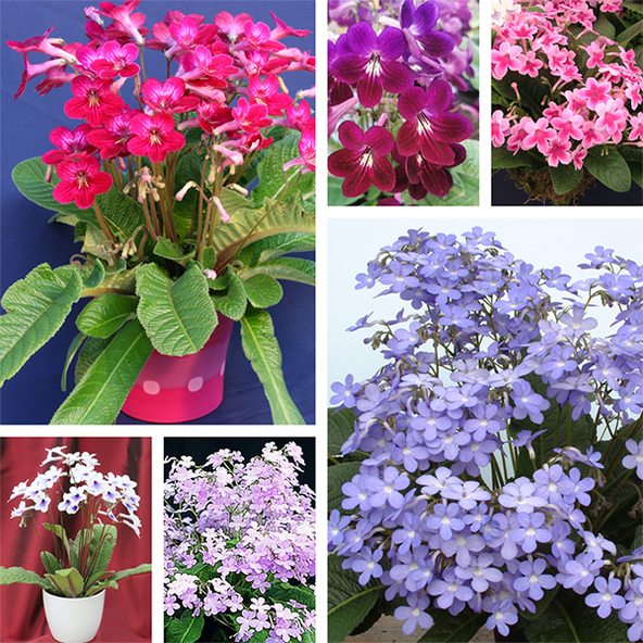 Streptocarpus Harrogate Collection