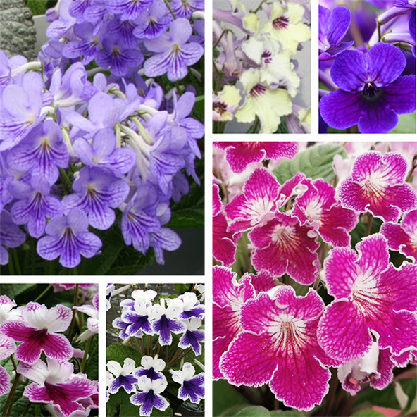 Streptocarpus Malvern Collection