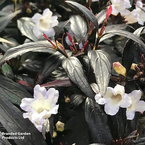 Strobilanthes anisophyllus 'Assam'