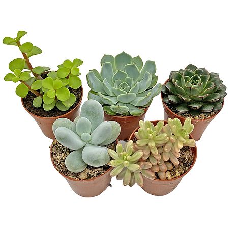5 Succulent Starter Plant Collection Indoor Cacti Houseplants Terrarium Plants