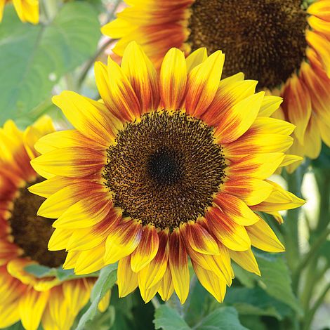 Sunflower 'Solar Flash' F1 Hybrid seeds | Thompson & Morgan