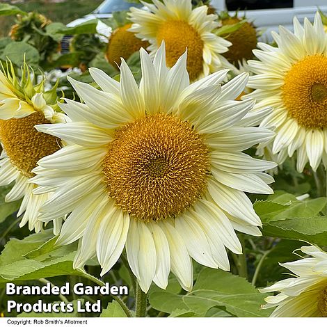Sunflower Pro Cut White Lite F1 - Seeds