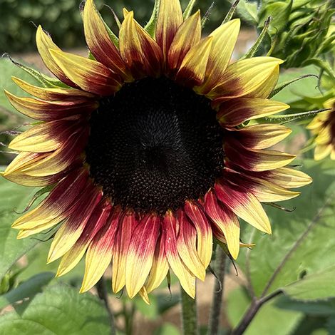 Sunflower Ruby Eclipse F1 - Seeds