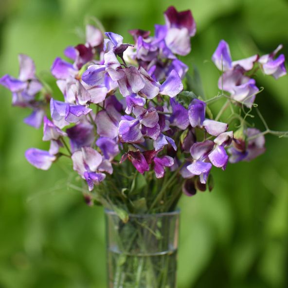 Sweet Pea 'Three Times As Sweet' - Seeds