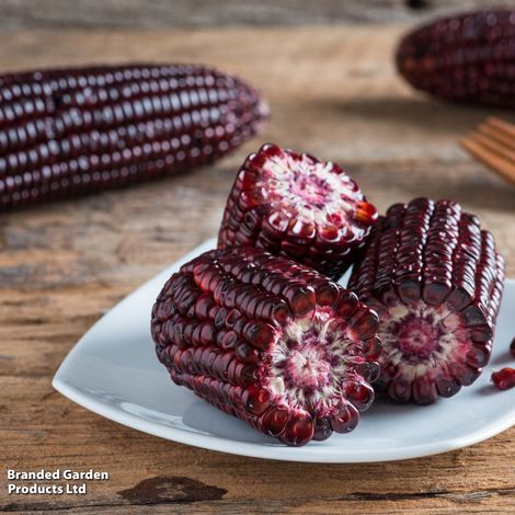 Sweetcorn 'Ruby Gem' - Seeds