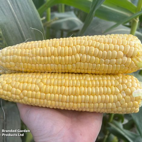 Sweetcorn Equinox F1 - Seeds