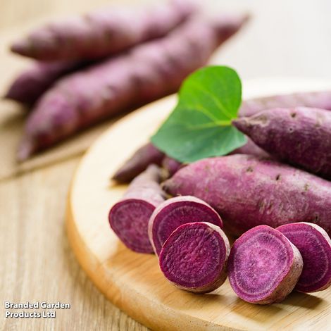 Sweet Potato Erato Violet